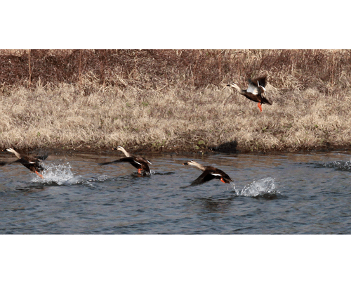 園區湖內的野鴨